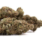 Government Oasis THCa hemp flower bud in greenhouse wholesale