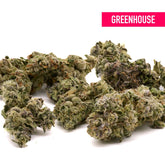 Gush Mintz THCa Hemp Flower Greenhouse Wholesale - Plants