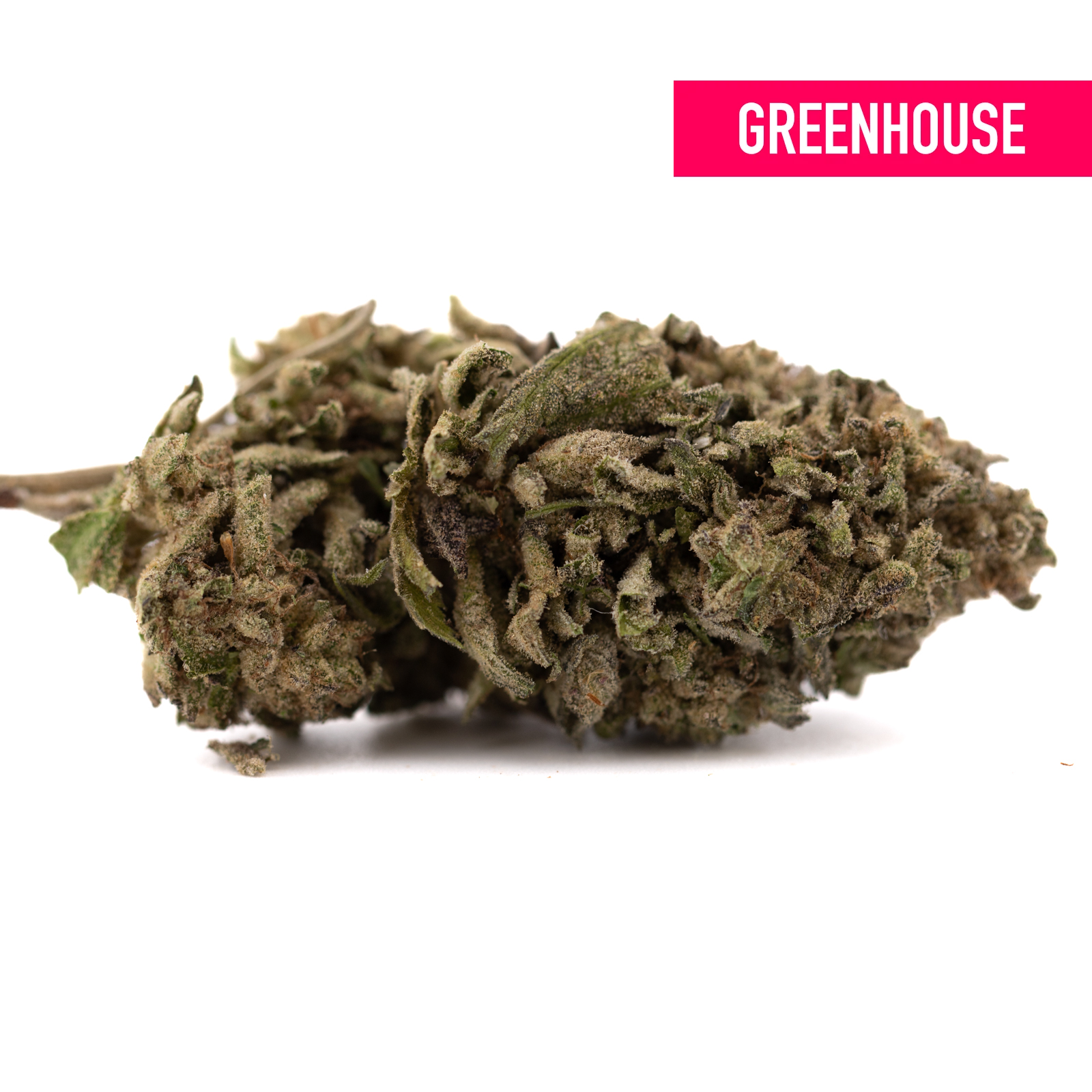 Halle Berry THCa hemp flower: green bud with dense trichomes