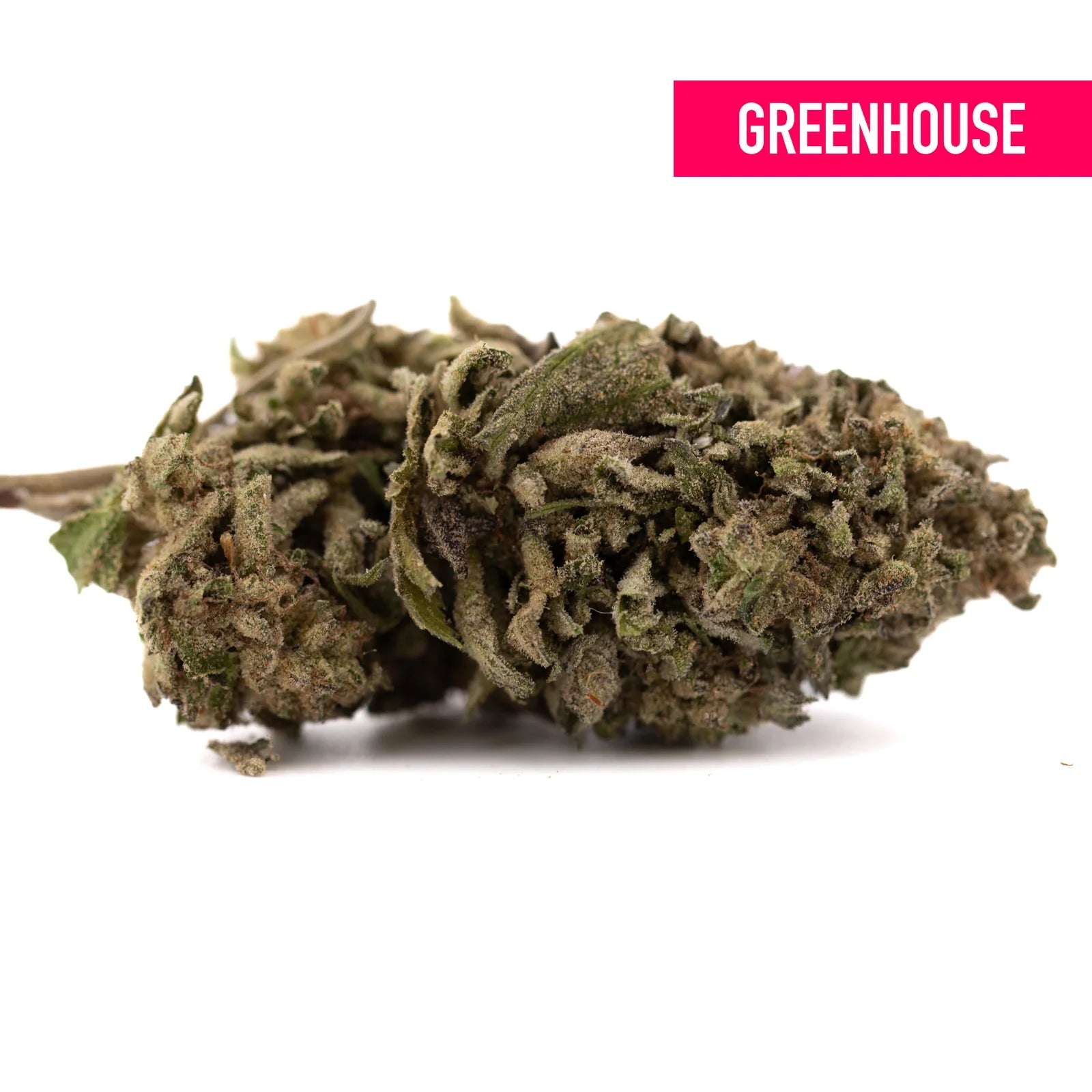 Halle Berry THCa hemp flower: green bud with dense trichomes