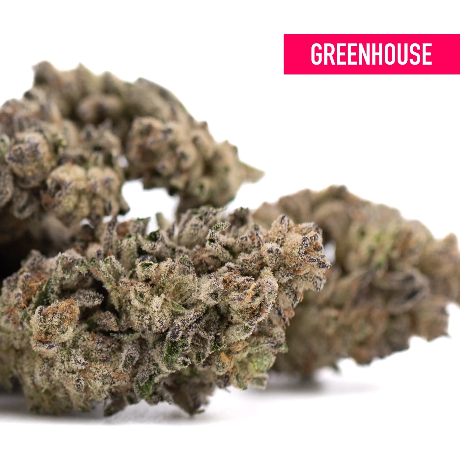 Mature hooch thca hemp flower with dense frosty trichomes and purple city genetics for cosmic visual appeal and indica innovation