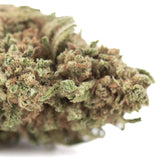 A dense green humboldt dream thca hemp flower bud with super sticky trichomes and subtle orange pistils from humboldt county