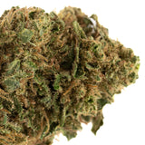 Jet Fuel Gelato THCa Flower Full-Term - Plants