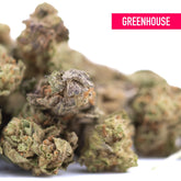 Jokerz nos thca hemp flower greenhouse smalls cannabis buds with dense green and purple hues featuring jet fuel gelato notes