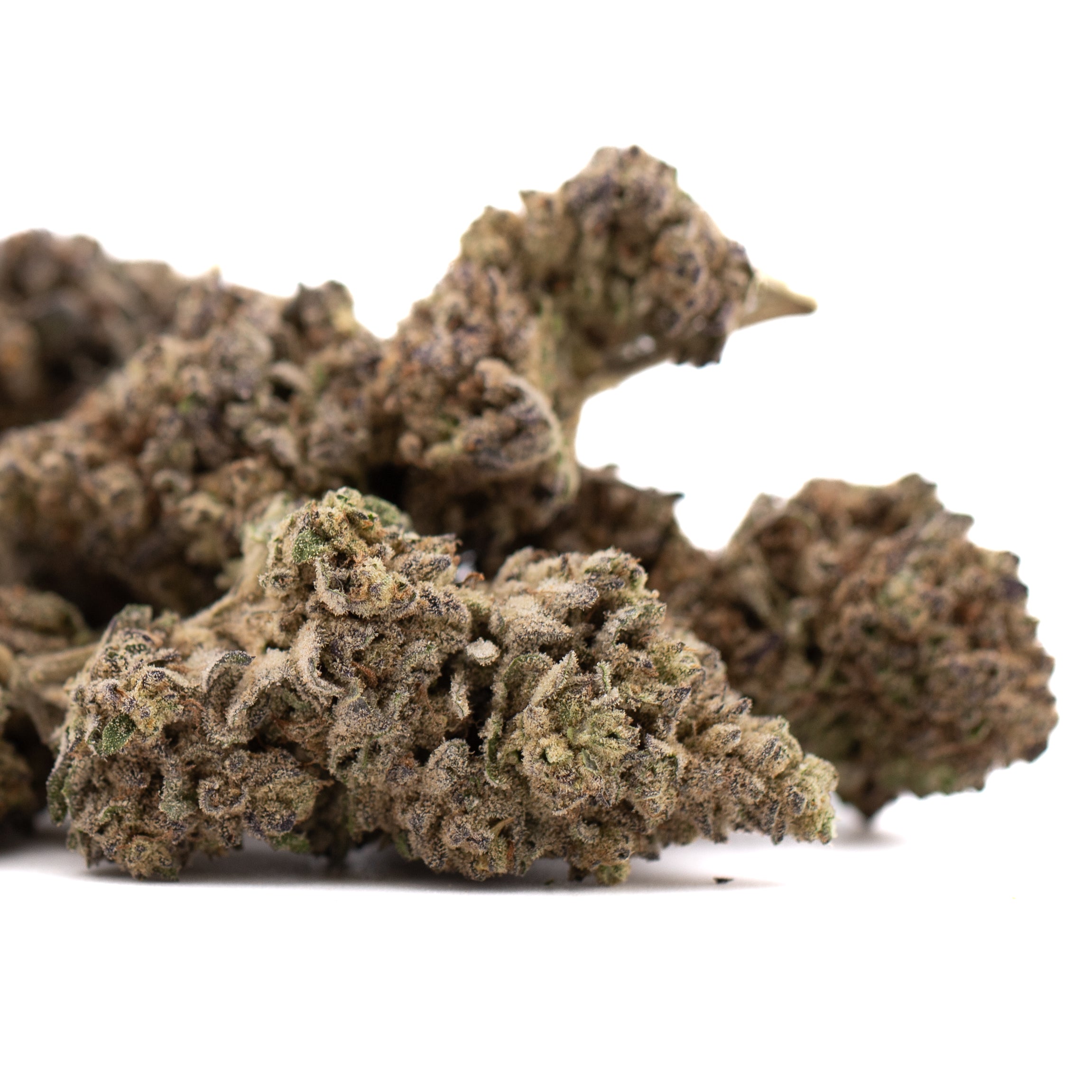 Premium Lung Buster THCa Flower: Purple Bud with Dense Trichomes