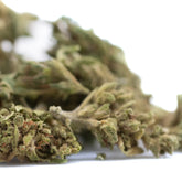 Magik cbd hemp flower full-term smalls showcasing a dense green bud with textured surface and orange pistils, blueberry pie strain