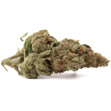 A dense green moroccan peach’s greenhouse thca flower bud with fine trichomes and orange pistils