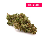 OG Kush THCa Hemp Flower Greenhouse - Plants