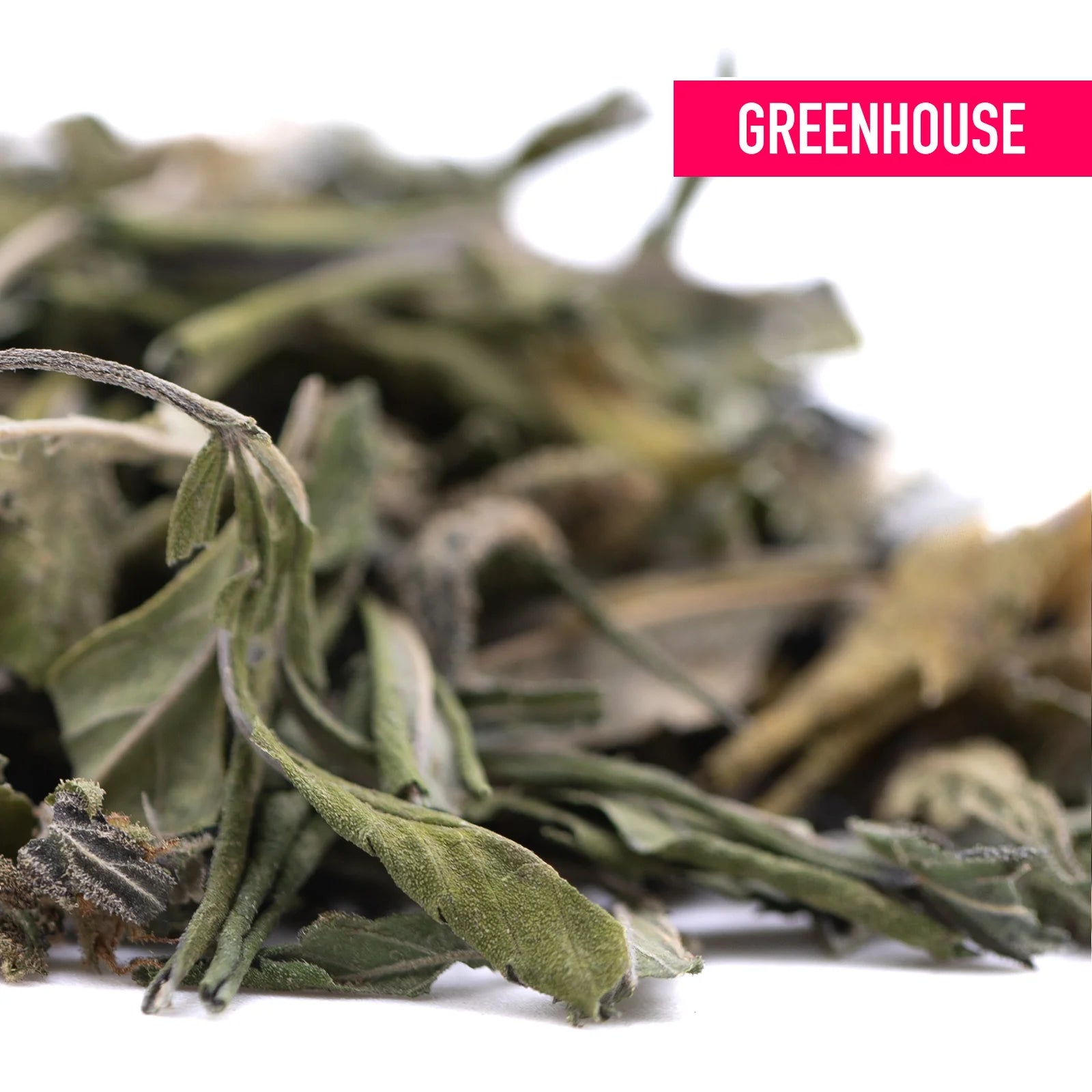 Dried sage leaves in muted green and pale yellow hues with curled edges from orange runtz greenhouse thca trim wholesale