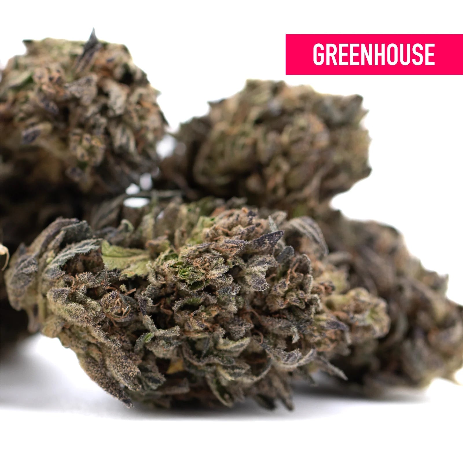 Dried orange runtz thca flower hemp buds with dense texture and green brown purple shades for morning motivation