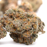 Party Animals Indoor THCa Flower - Plants