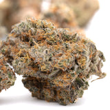 Party Animals Indoor THCa Flower - Plants