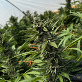 Pineapple Express THCa Hemp Flower Greenhouse - Plants
