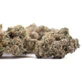 Premium Platinum Cookies THCa Flower bud with dense trichomes