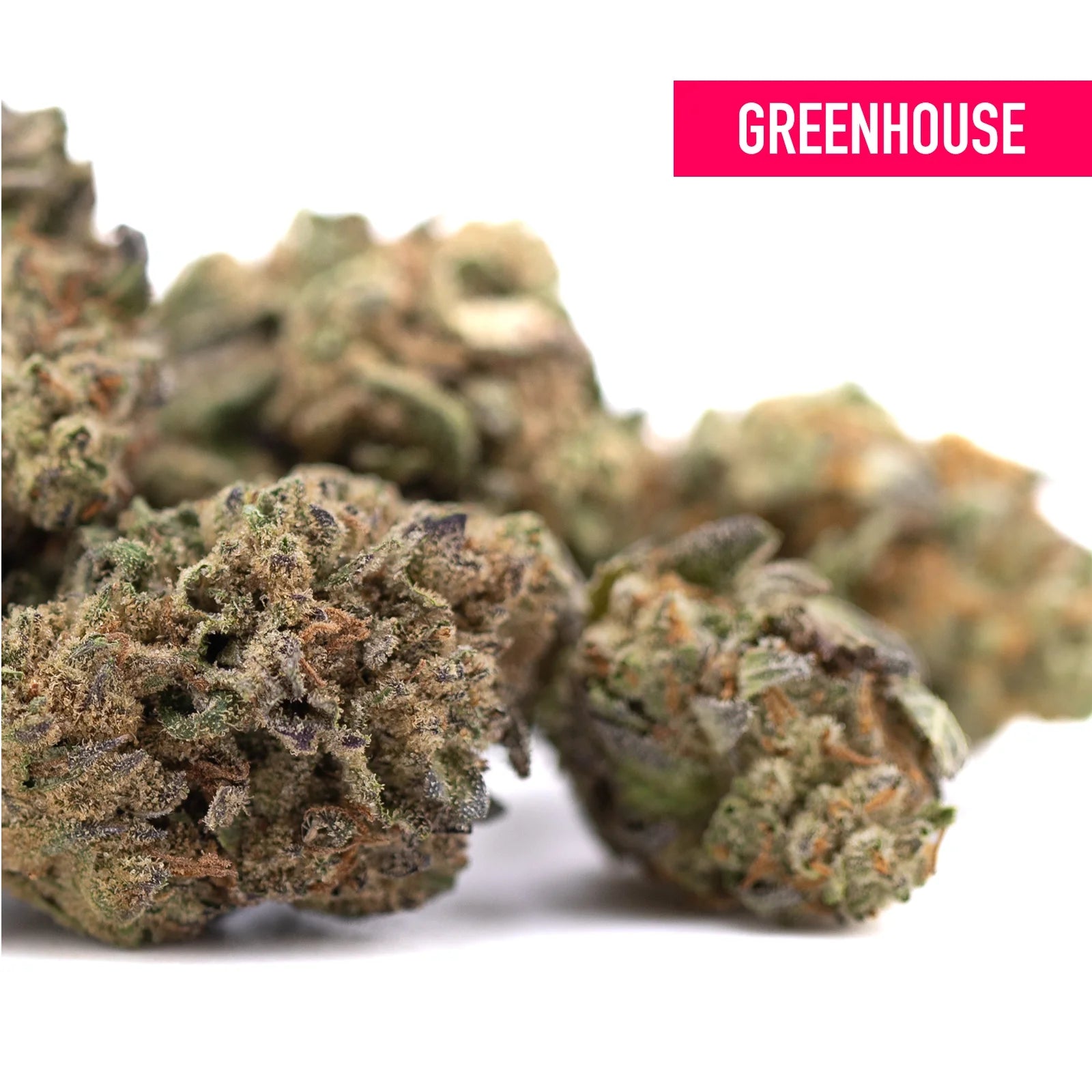 Greenhouse poison gushers thca hemp flower with dense green brown buds and orange hints for ultra-premium potency