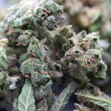 Pound Town THCa Hemp Flower Smalls in Small THCa buds