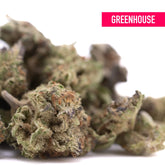 Lush dense purple pop rocks hemp flower buds in green and brown hues covered in fine trichomes greenhouse smalls