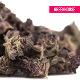A dense dark purple queen’s cannabis thca flower bud with frosty white trichomes and green leaves for wholesale hemp