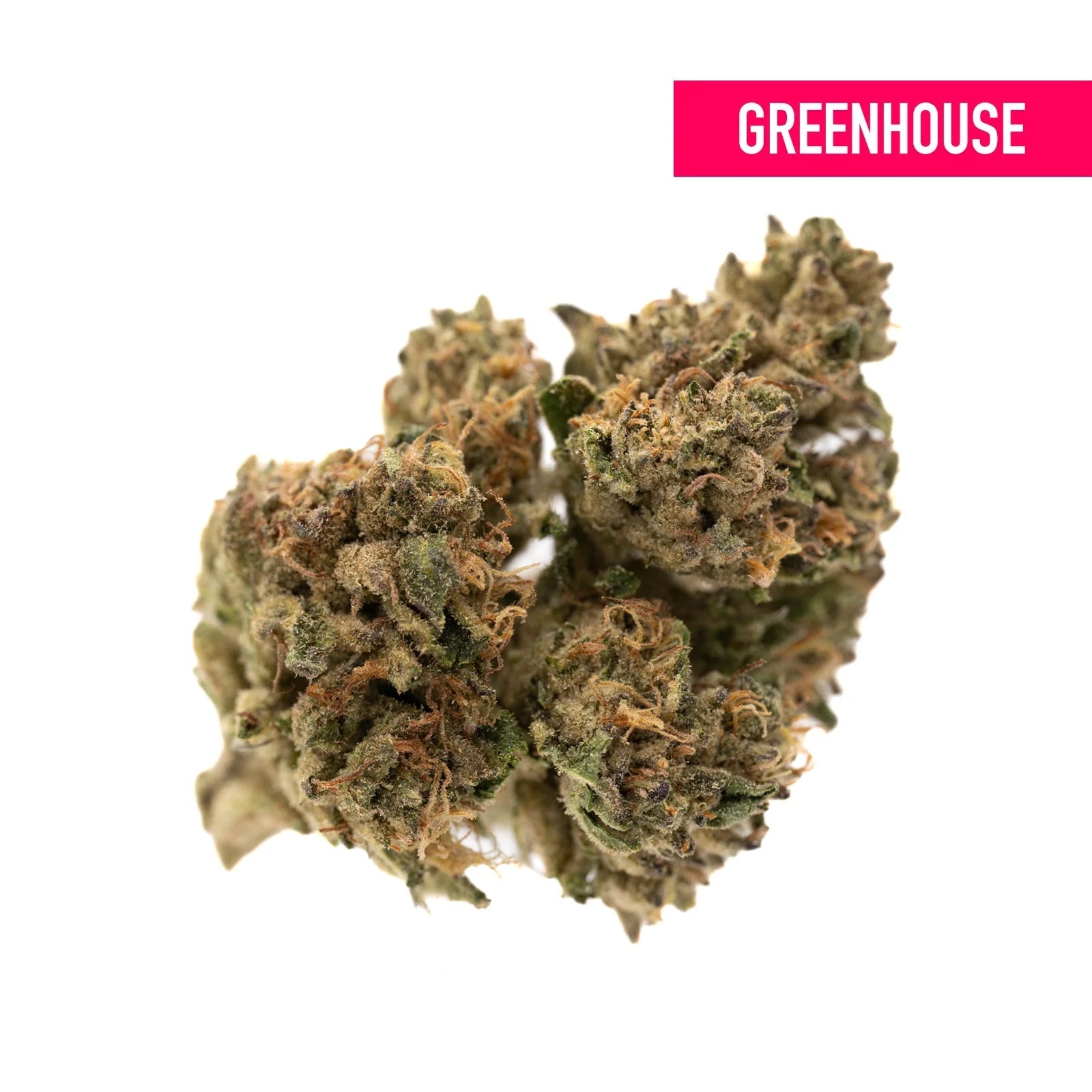 Runtz THCa Hemp Flower Greenhouse - Plants