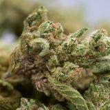 Close-up of Sauerkraut Hemp THCa Small Buds with Trichomes and Orange Pistils