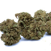 Sour OG THCa Hemp Flower - Plants