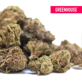 Studio 54 thca hemp flower greenhouse smalls with dense textured buds in green and brown featuring gassy diesel notes
