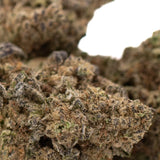Studio 54’s THCa hemp flower bud with green, orange hues and white trichomes