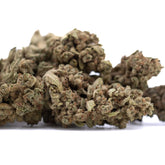 Dense textured turtle taffy thca flower wholesale hemp flower bud with green and brown hues covered in fine trichomes