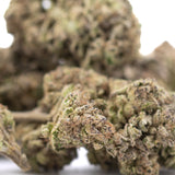 Zkittlez Cross THCa hemp flower bud in greenhouse