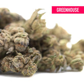 Bud of zushi thca small hemp flower with dense trichomes and greenish brown hues featuring tropical terpene notes