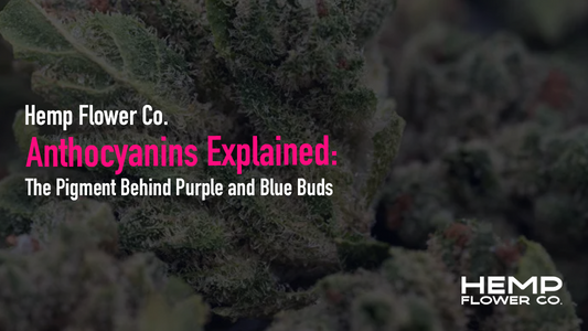 What causes purple weed? Learn the real science behind anthocyanins in cannabis — pH, cold, and chlorophyll breakdown. Then shop THCA flower.