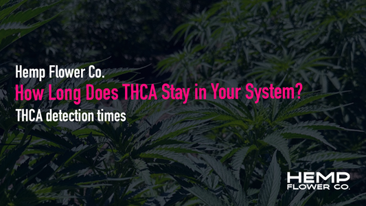 Wondering how long THCA stays in your system? Learn THCA detection times for urine, blood, saliva, and hair tests, plus the key factors that affect your results.