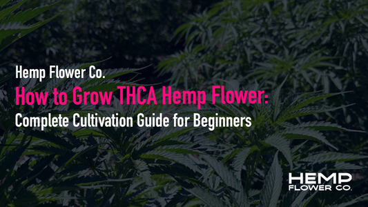How to Grow THCA Hemp Flower
