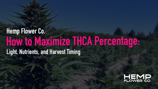 Learn how to increase THCA percentage with proven light, nutrient, and harvest timing strategies used by commercial growers. A technical potency playbook.