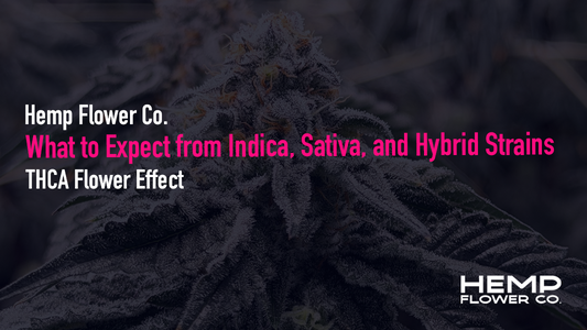 What THCA flower effects feel like? Compare indica, sativa, and hybrid THCA strains, key terpenes, onset times, and side effects, then shop lab-tested flower.
