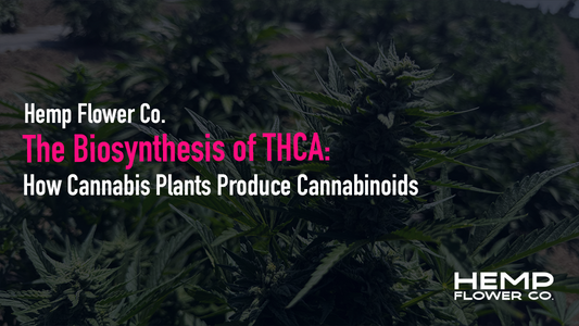 The Biosynthesis of THCA