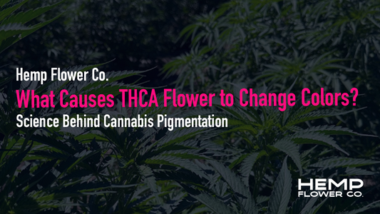 What Causes THCA Flower to Change Colors?