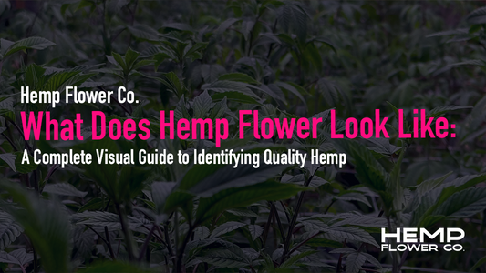 What Does Hemp Flower Look Like