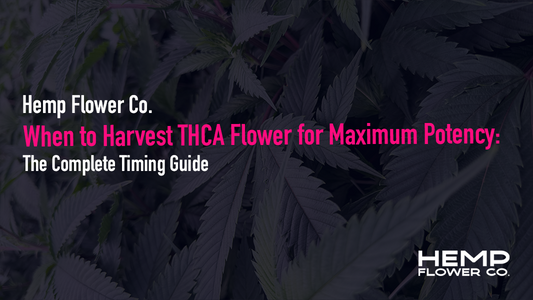 Learn exactly when to harvest cannabis for THCA maximum potency. Trichome maturity signs, flowering week guide, and lab-tested harvest timing tips.