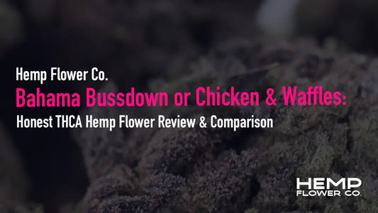 Bahama vs Chiken