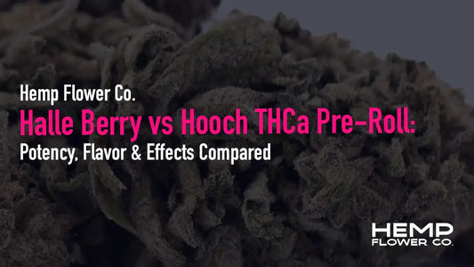 Halle Berry THCa pre-roll vs Hooch THCa preroll : potency, flavor, effects, and burn quality breakdown. Find out which strongest hemp pre-roll is right for you.