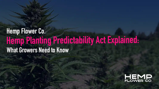 The Hemp Planting Predictability Act could delay strict new THC rules. Here's what growers and buyers need to know before November 2026.