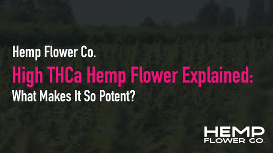 High THCa Hemp Flower Explained: What Makes It So Potent?