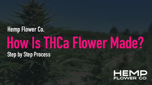 How Is THCa Flower Made - Step by Step Process