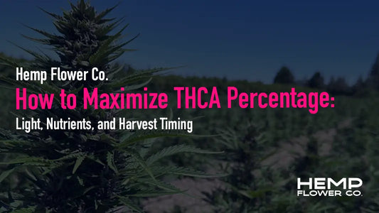 Learn how to increase THCA percentage with proven light, nutrient, and harvest timing strategies used by commercial growers. A technical potency playbook.