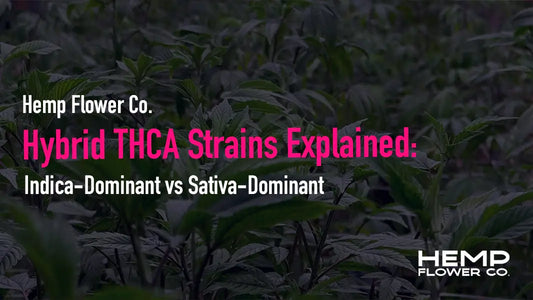 Hybrid THCA Strains Explained