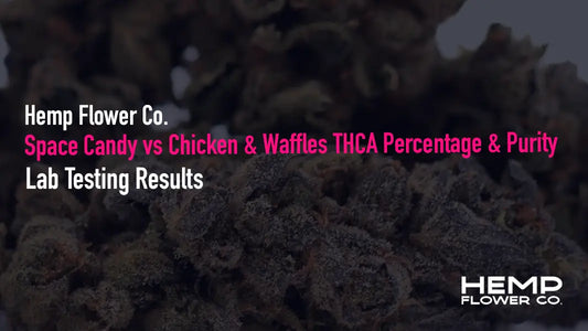 Dark dense thca flower buds with textured surface shown in lab testing results for delta-9 thc and heavy metals