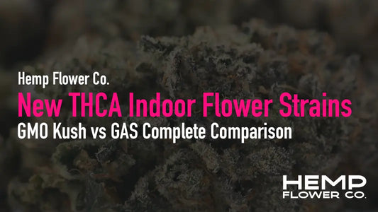 New THCA Indoor Flower Strains: GMO Kush vs GAS Complete