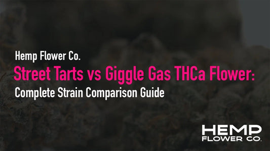 Street Tarts vs Giggle Gas THCa Flower: Complete Strain Comparison Guide