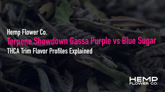 Gassa Purple vs. Blue Sugar — discover how myrcene, linalool, limonene, and terpinolene shape the flavor, aroma, and effects of these two THCA trim cultivars.